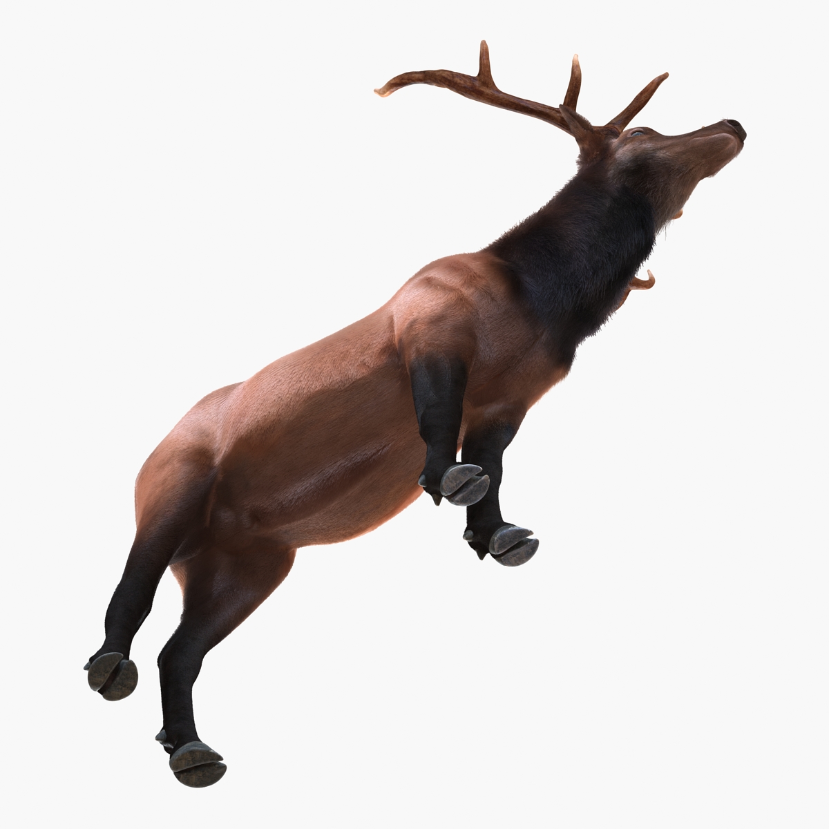 Elk Rigged with Fur 3D model