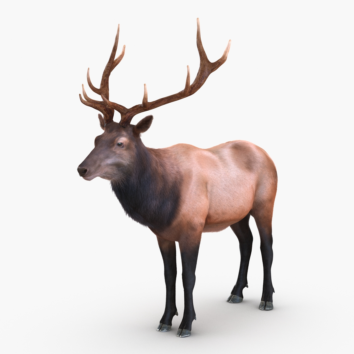 Elk Rigged with Fur 3D model