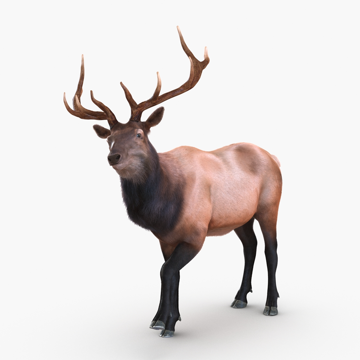 Elk Rigged with Fur 3D model