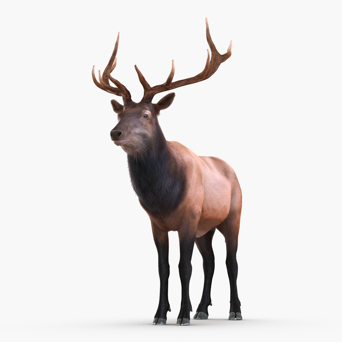 Elk Rigged with Fur 3D model