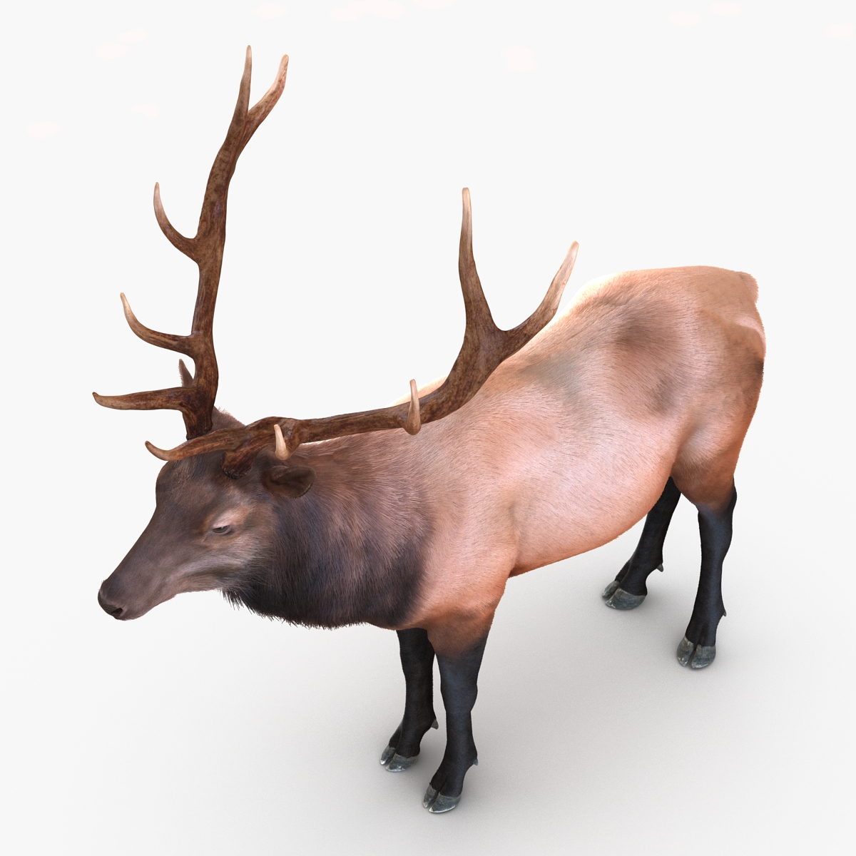 Elk Rigged with Fur 3D model