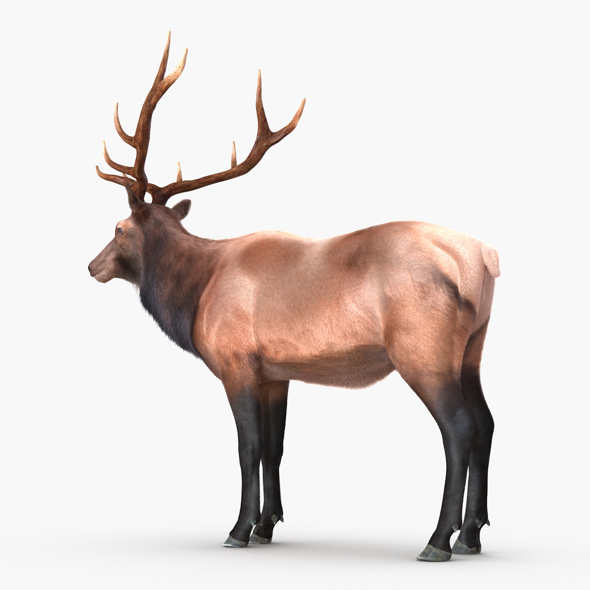 Elk Rigged with Fur 3D model