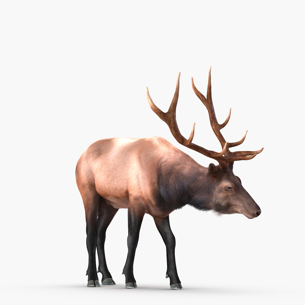 Elk Rigged with Fur 3D model