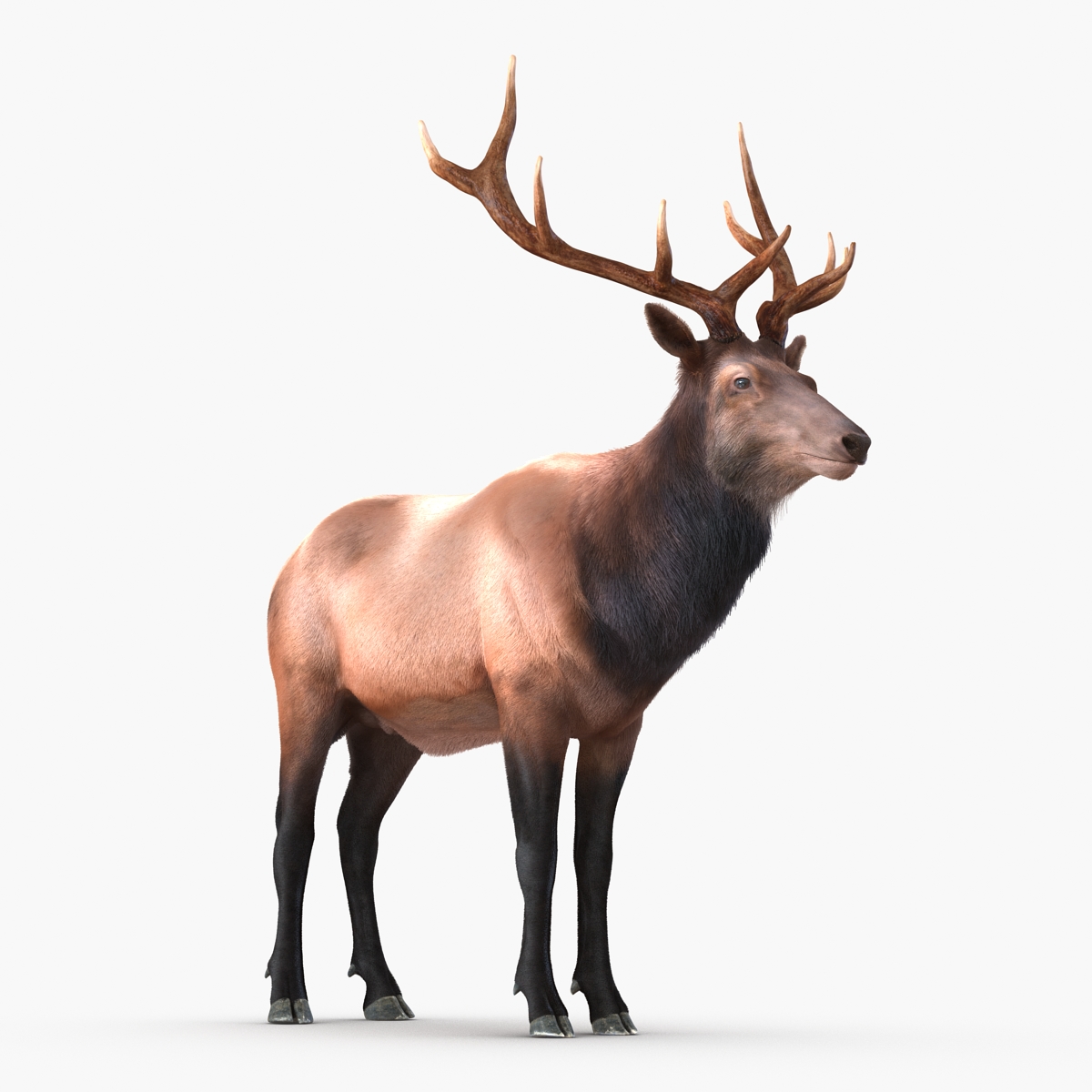 Elk Rigged with Fur 3D model