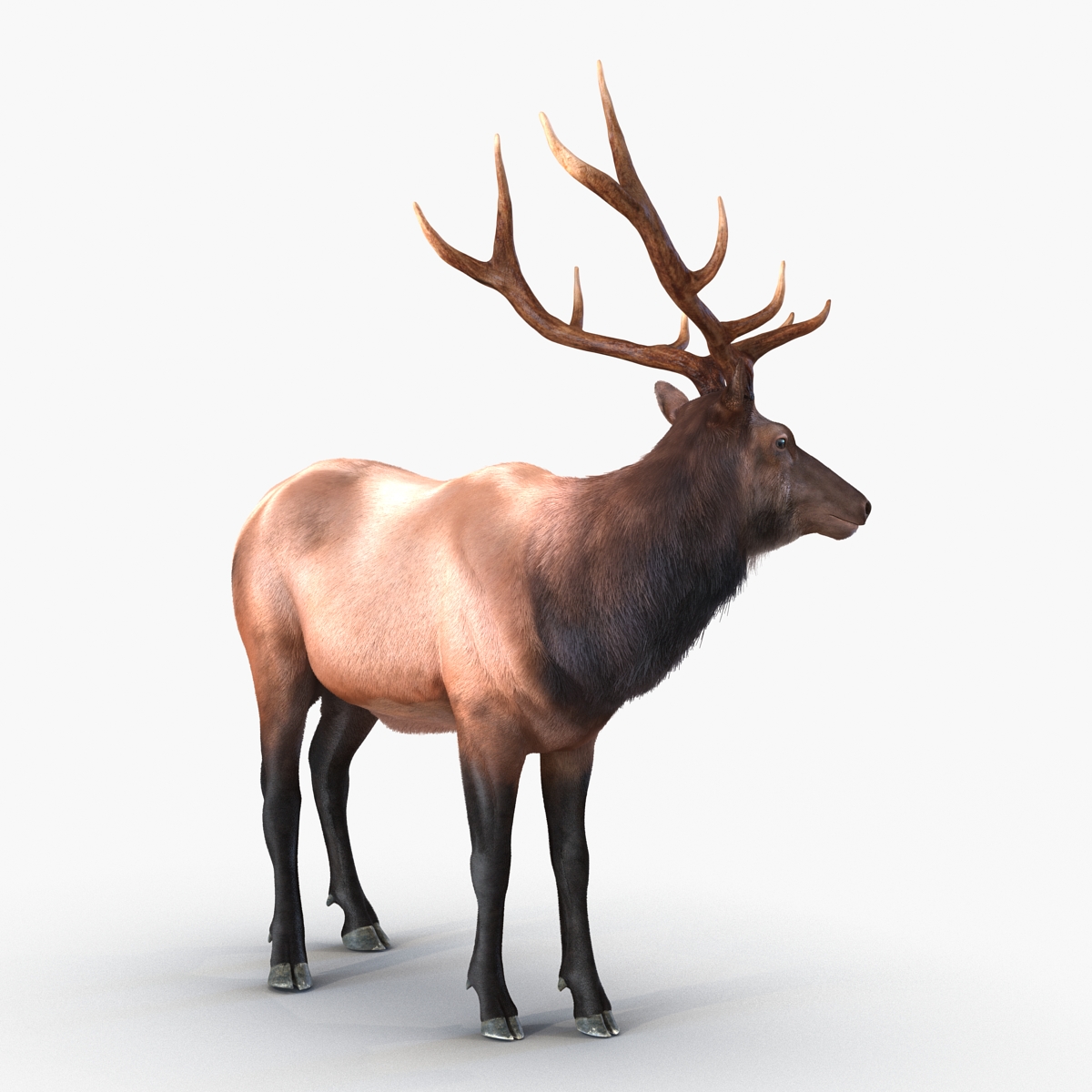 Elk Rigged with Fur 3D model