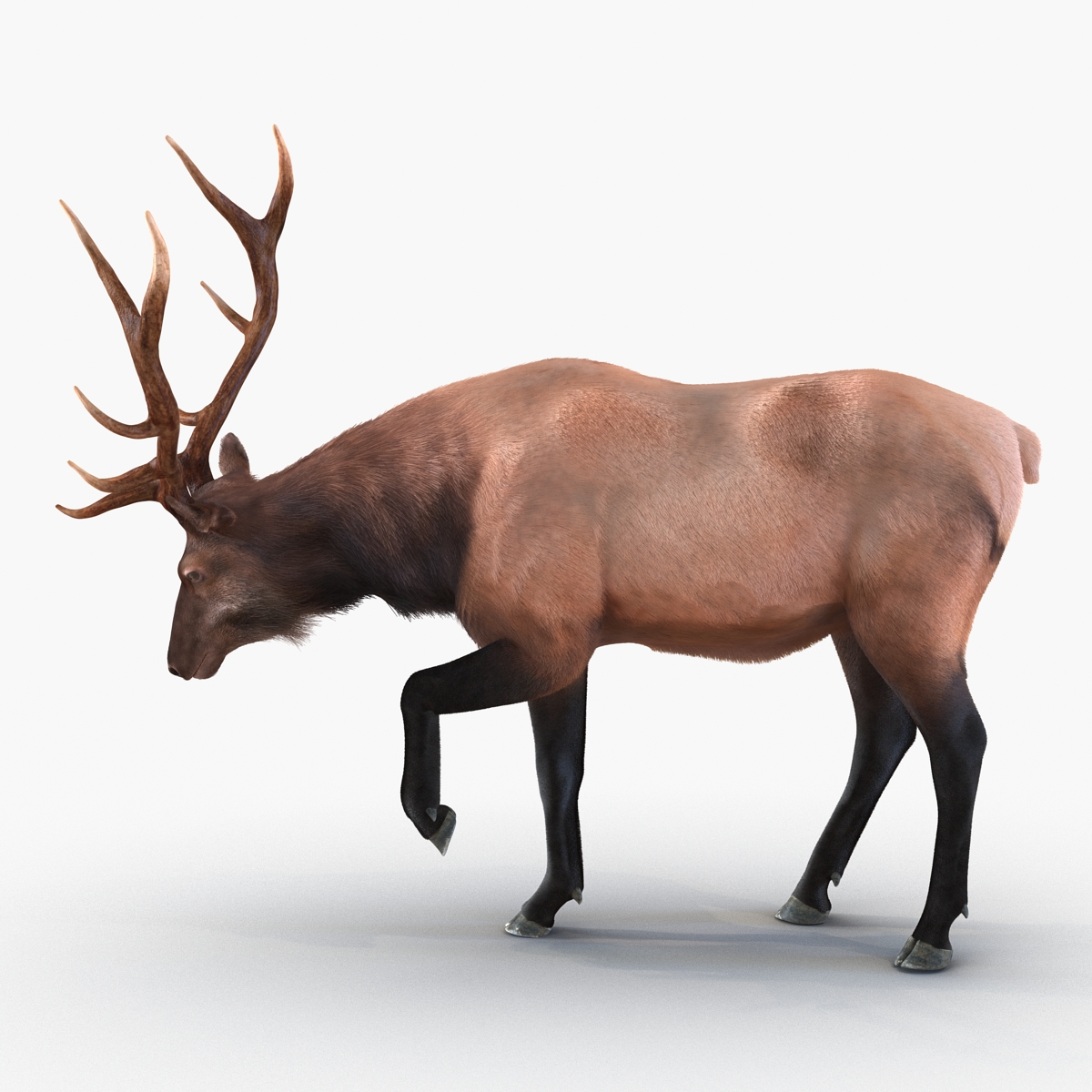 Elk Rigged with Fur 3D model