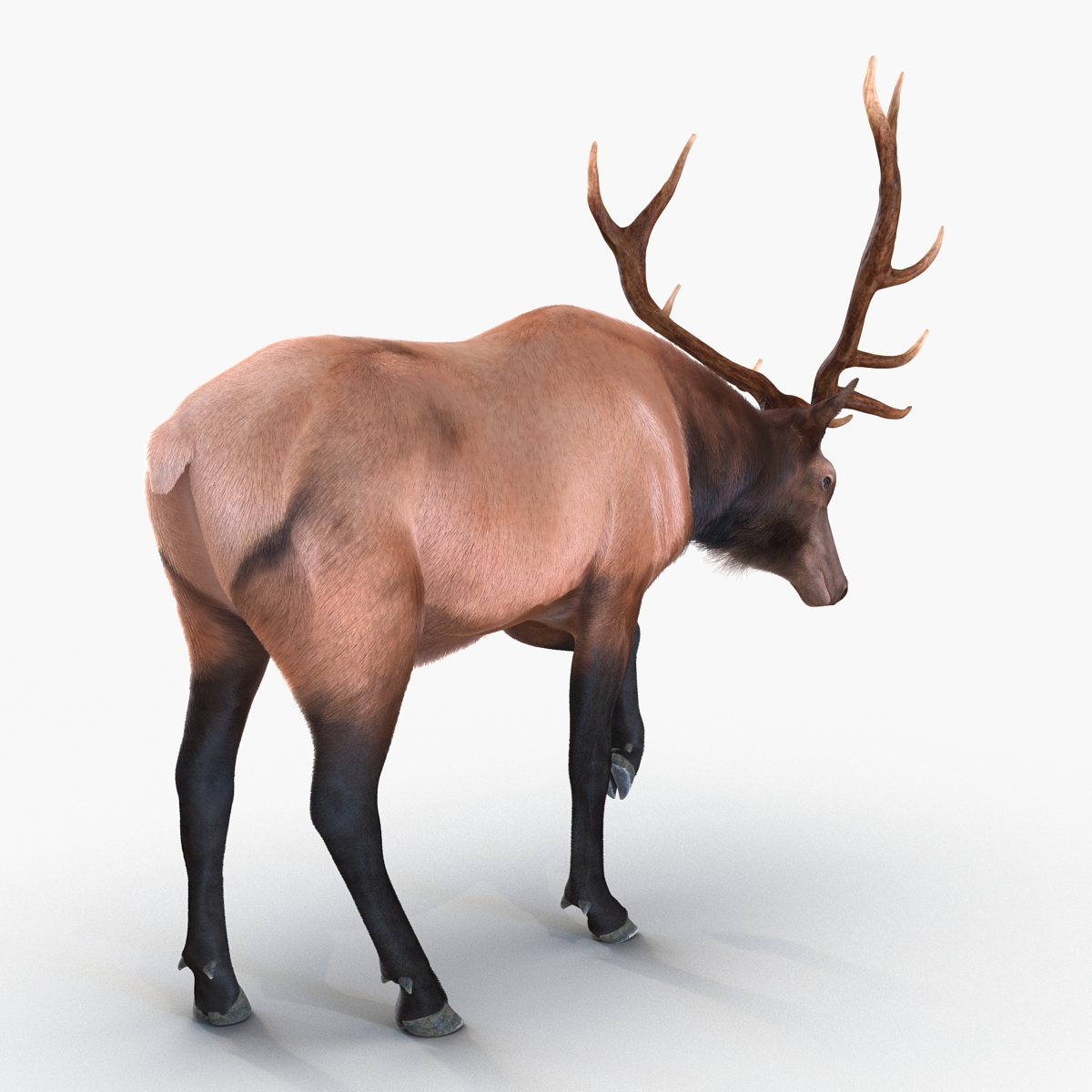 Elk Rigged with Fur 3D model