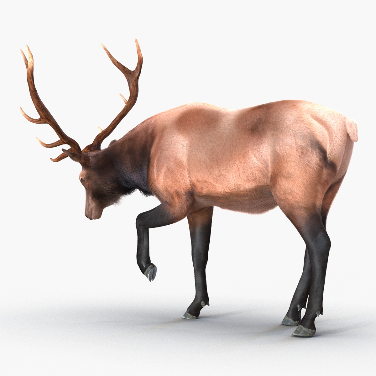 Elk Rigged with Fur 3D model