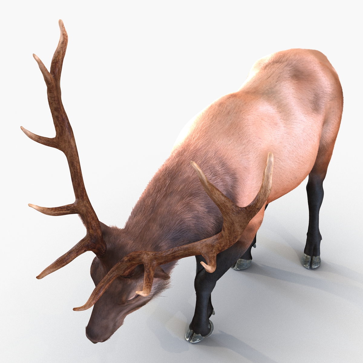 Elk Rigged with Fur 3D model