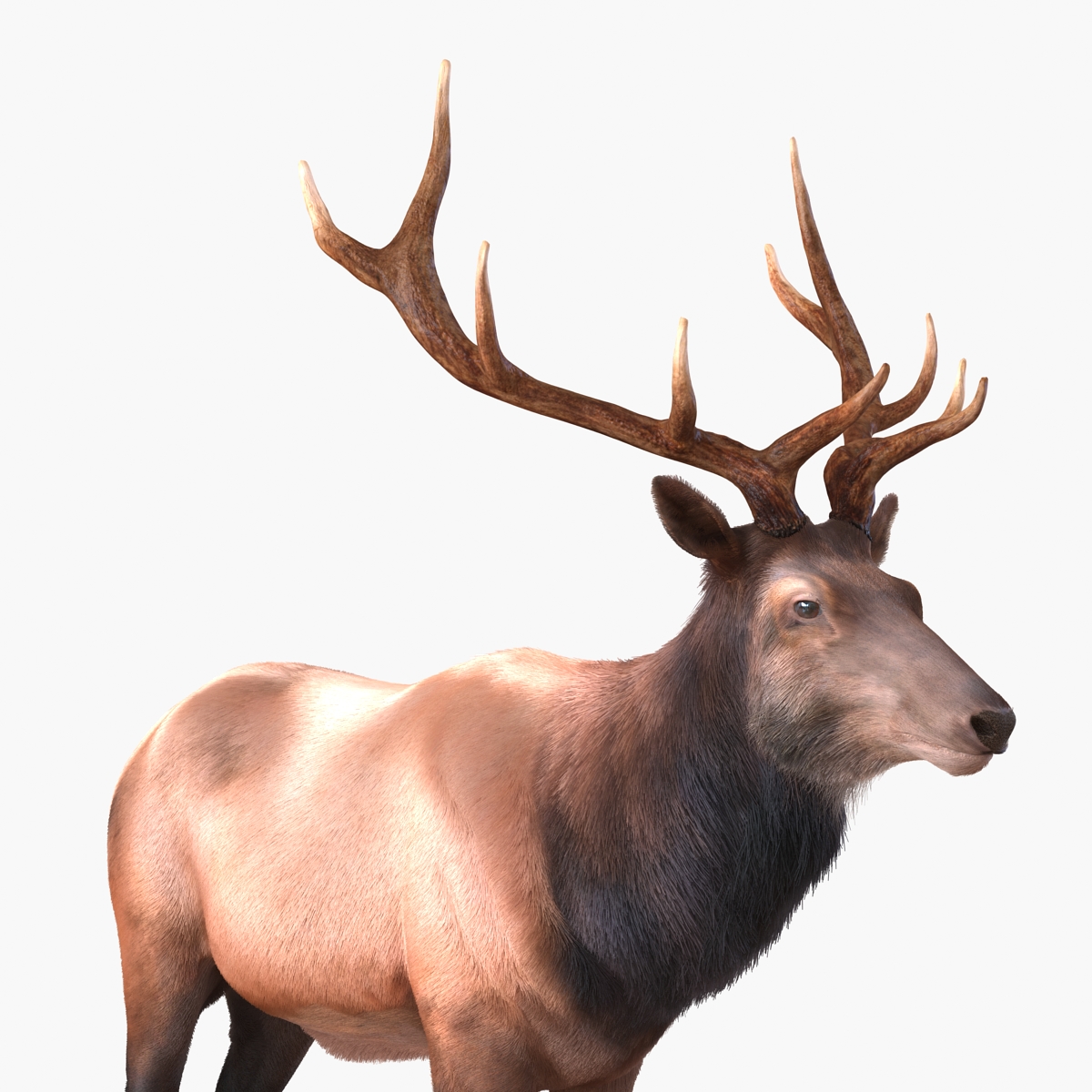 Elk Rigged with Fur 3D model