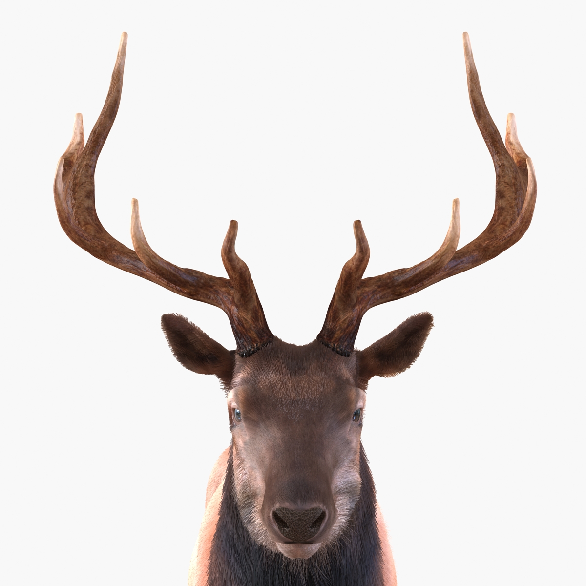 Elk Rigged with Fur 3D model