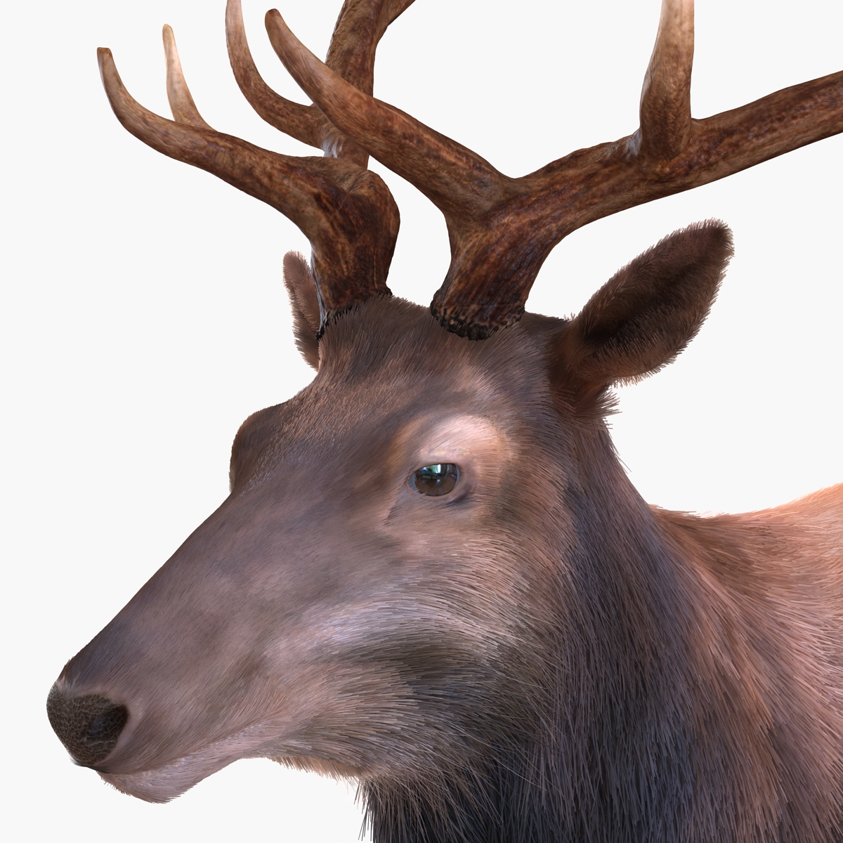 Elk Rigged with Fur 3D model