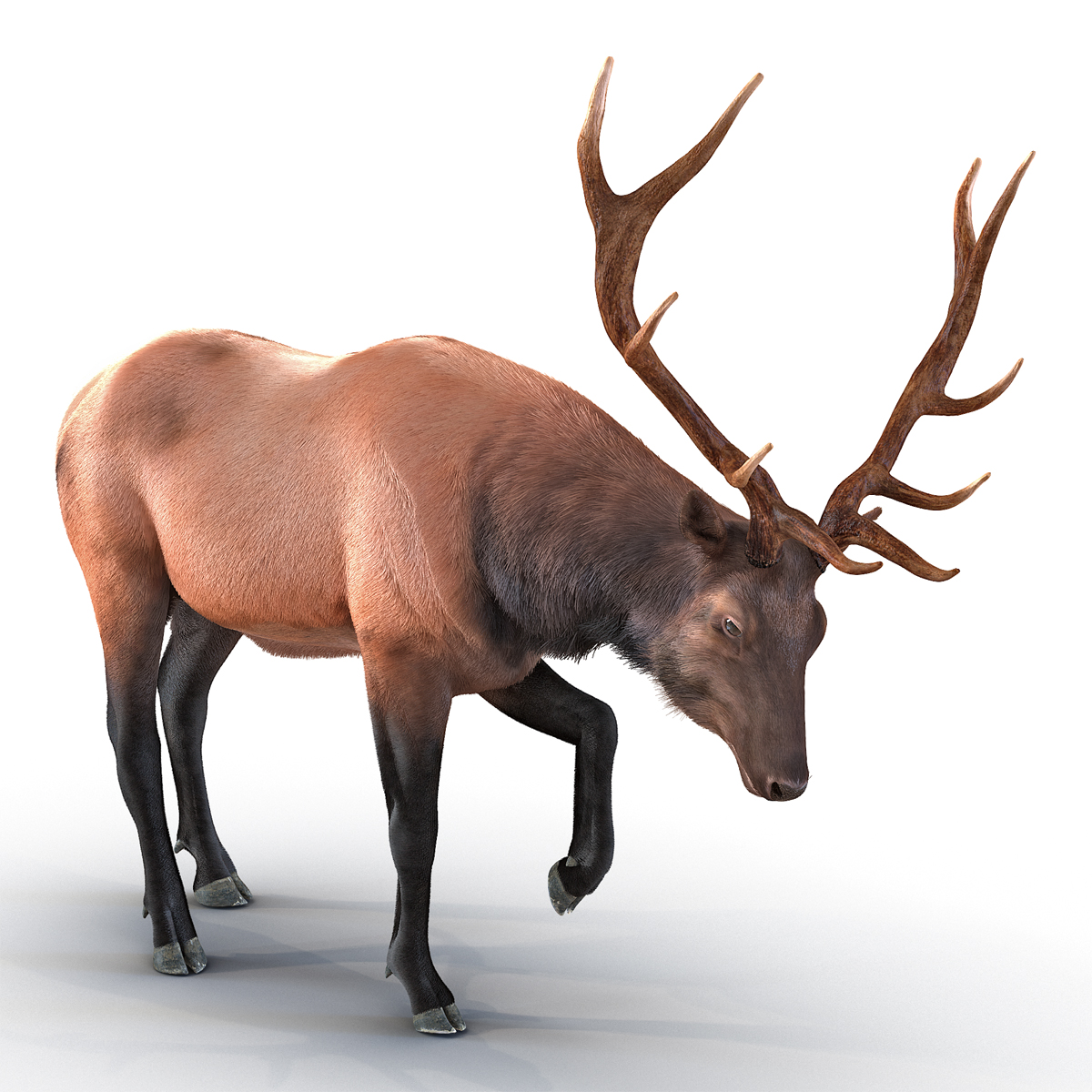 Elk Pose 4 with Fur 3D model