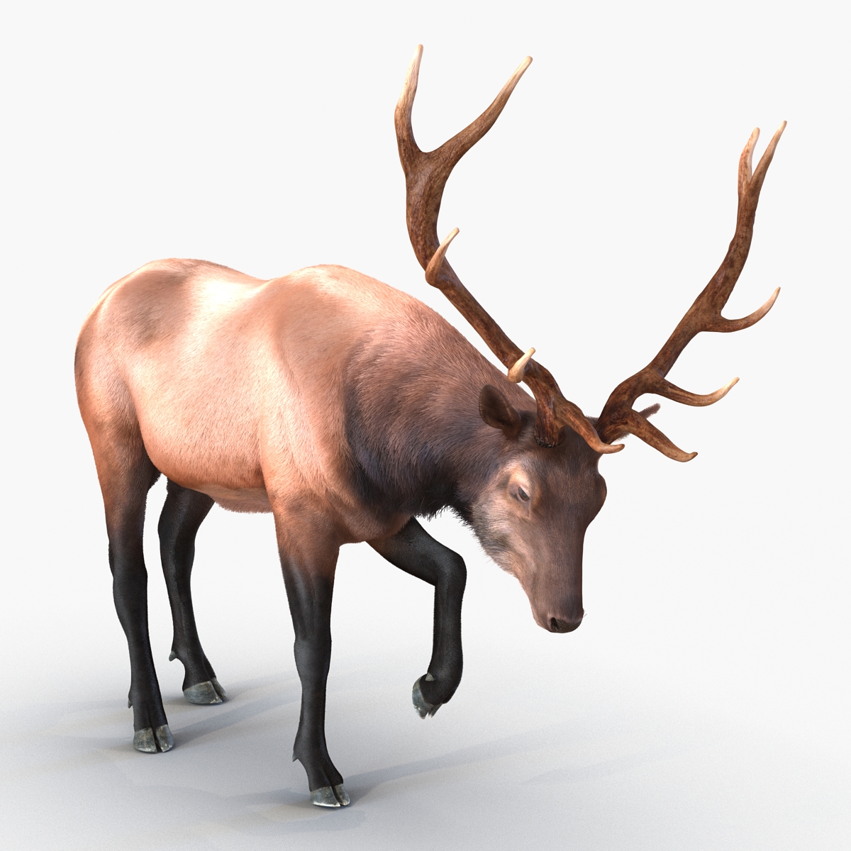 Elk Pose 4 with Fur 3D model