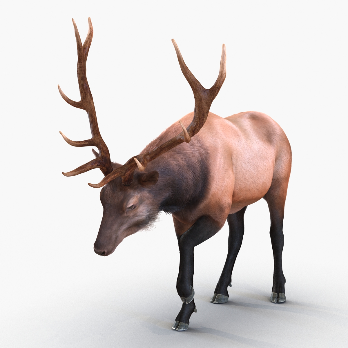 Elk Pose 4 with Fur 3D model