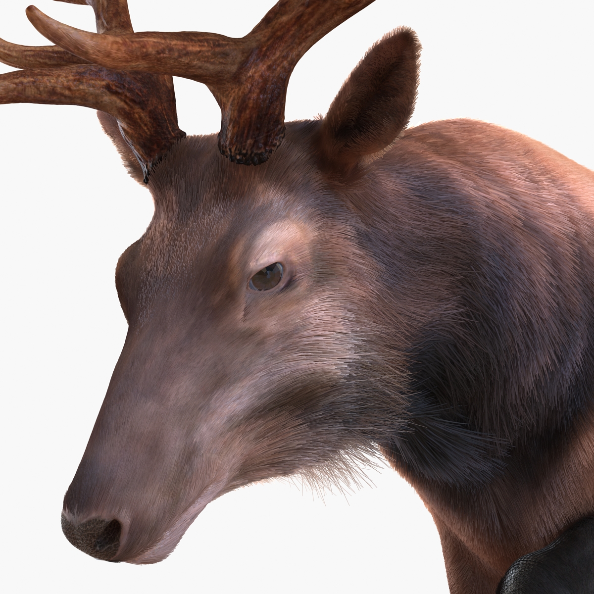 Elk Pose 4 with Fur 3D model