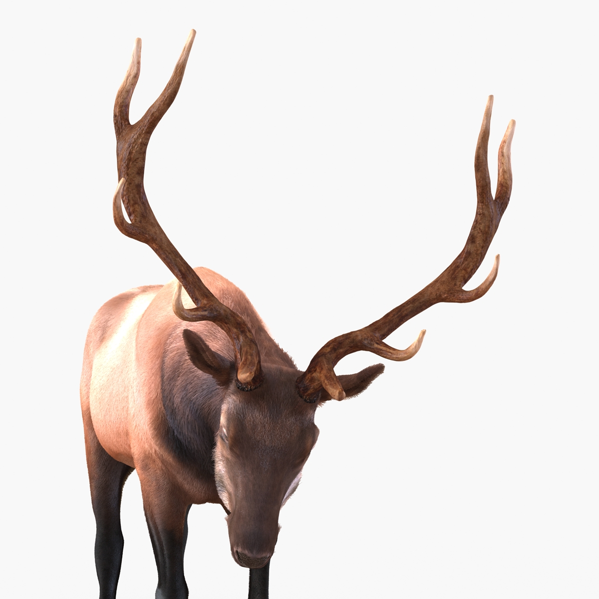 Elk Pose 4 with Fur 3D model