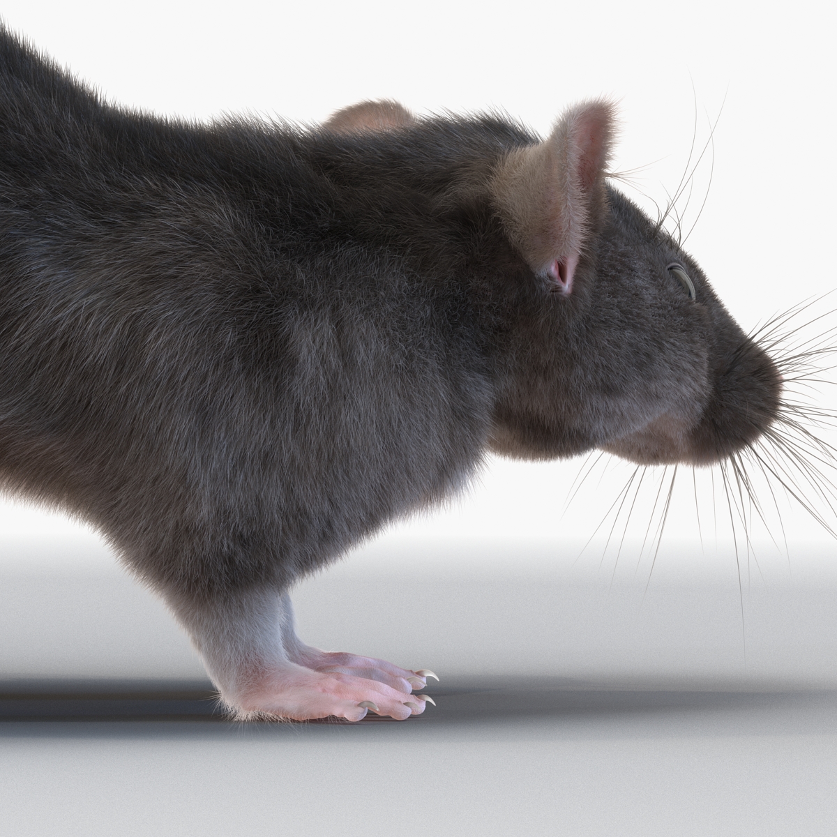 3D model Rat Pose 5