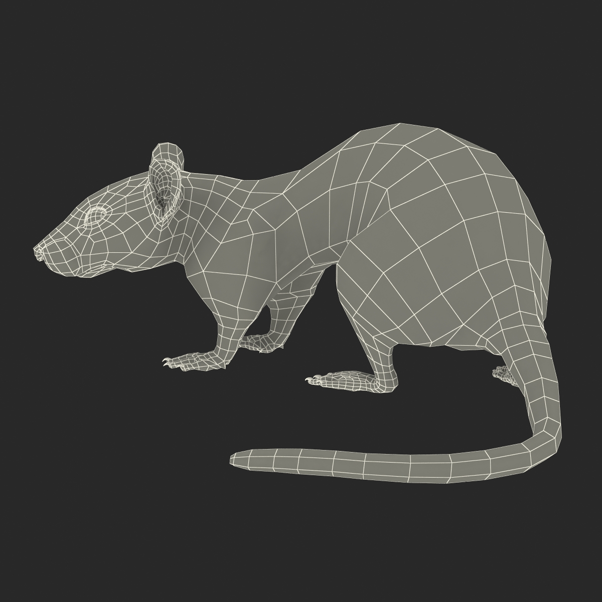 3D model Rat Pose 5