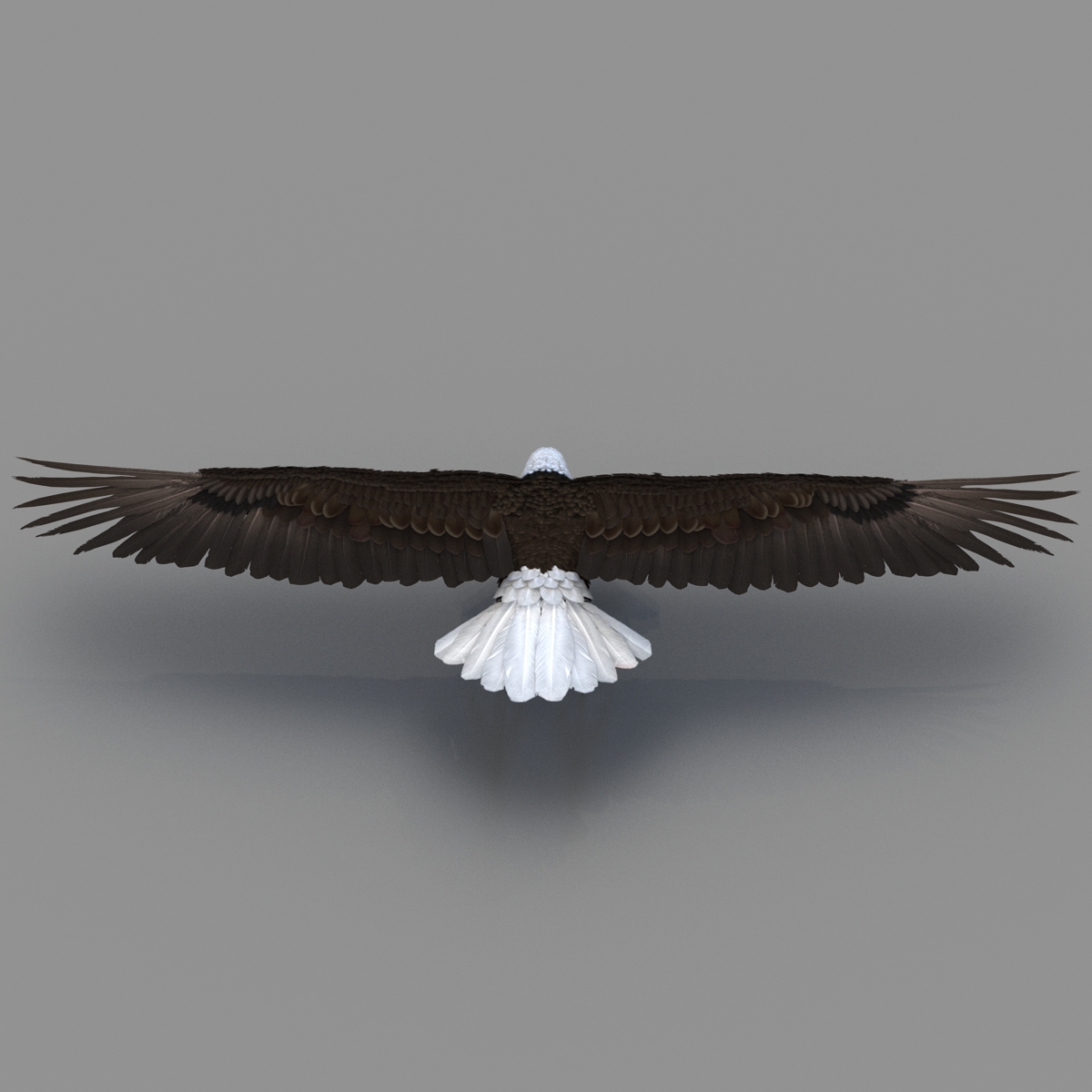 Bald Eagle Rigged 3D