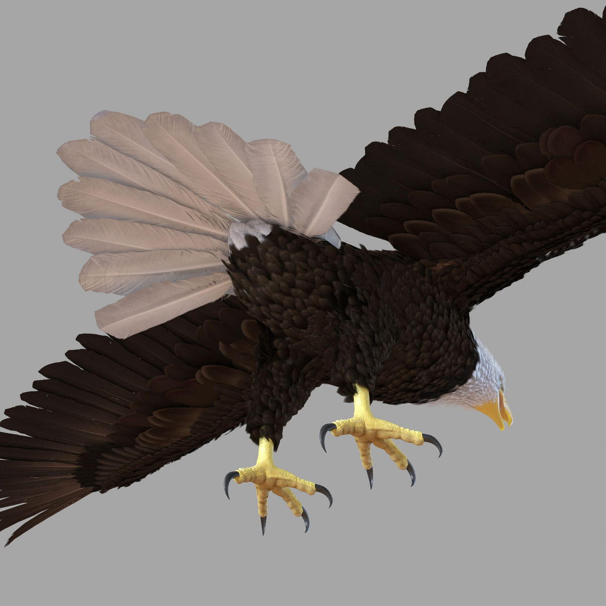 Bald Eagle Rigged 3D