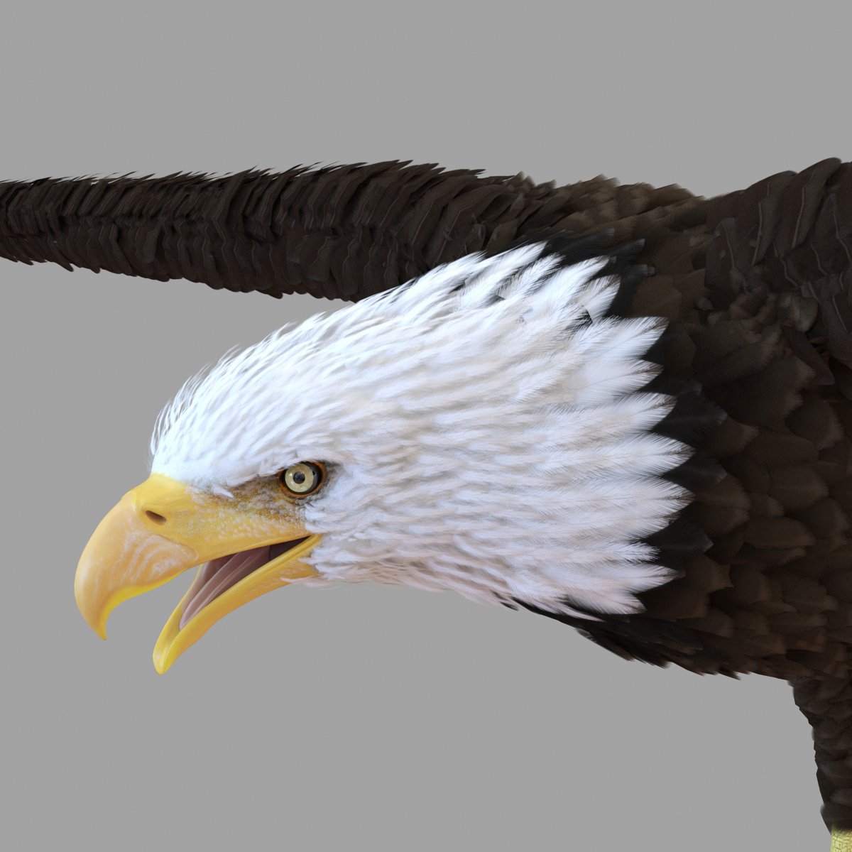 Bald Eagle Rigged 3D