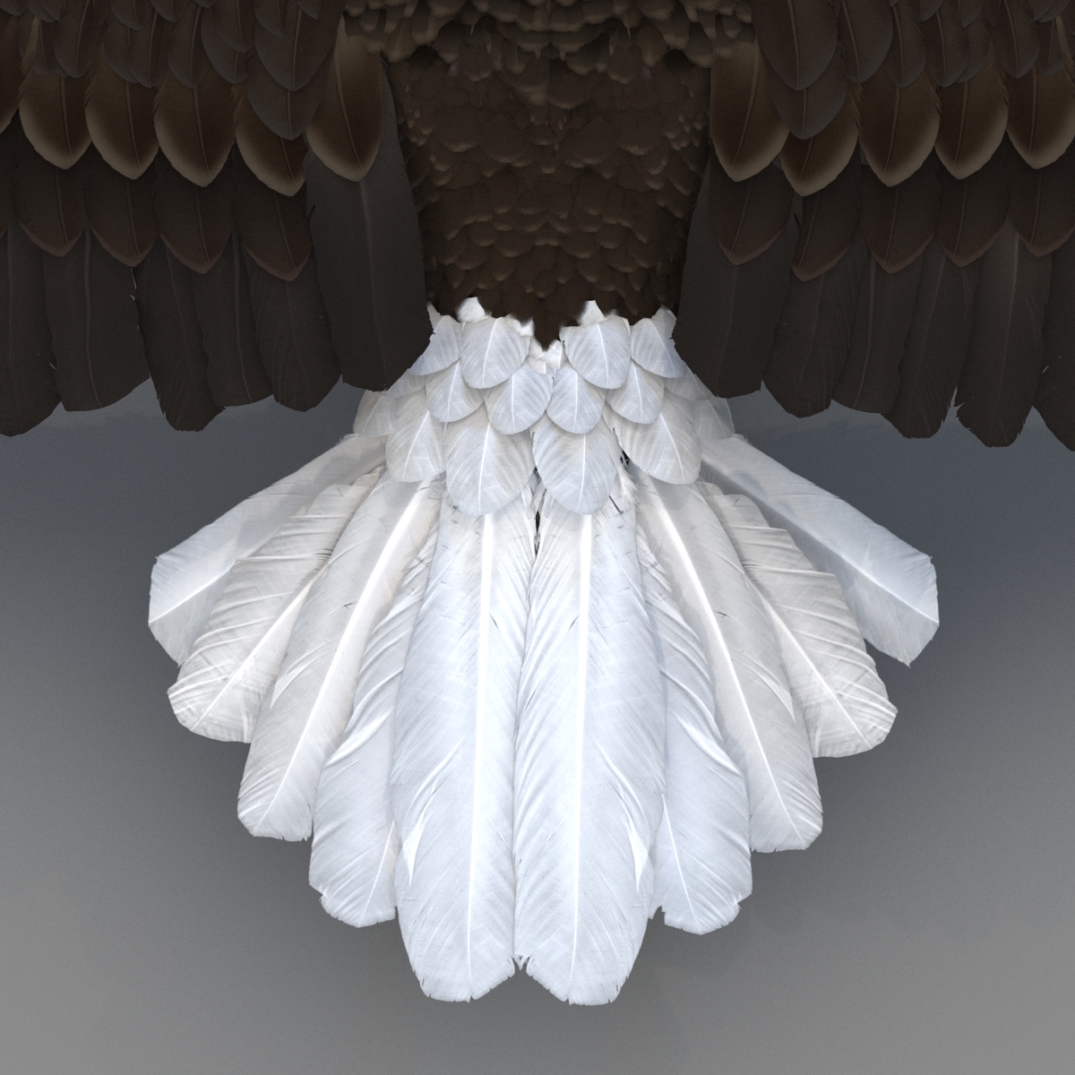 Bald Eagle Rigged 3D