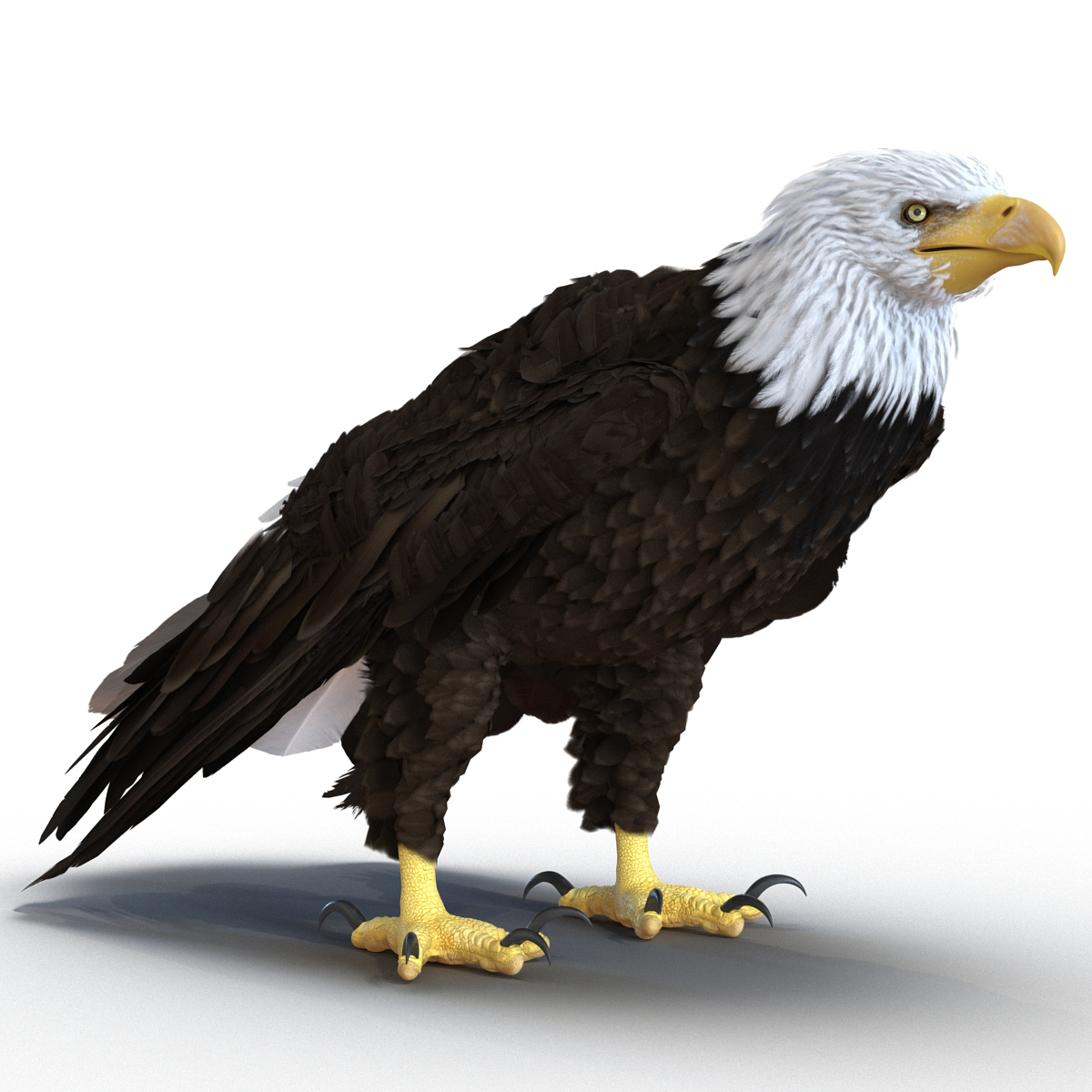 Bald Eagle Rigged 3D