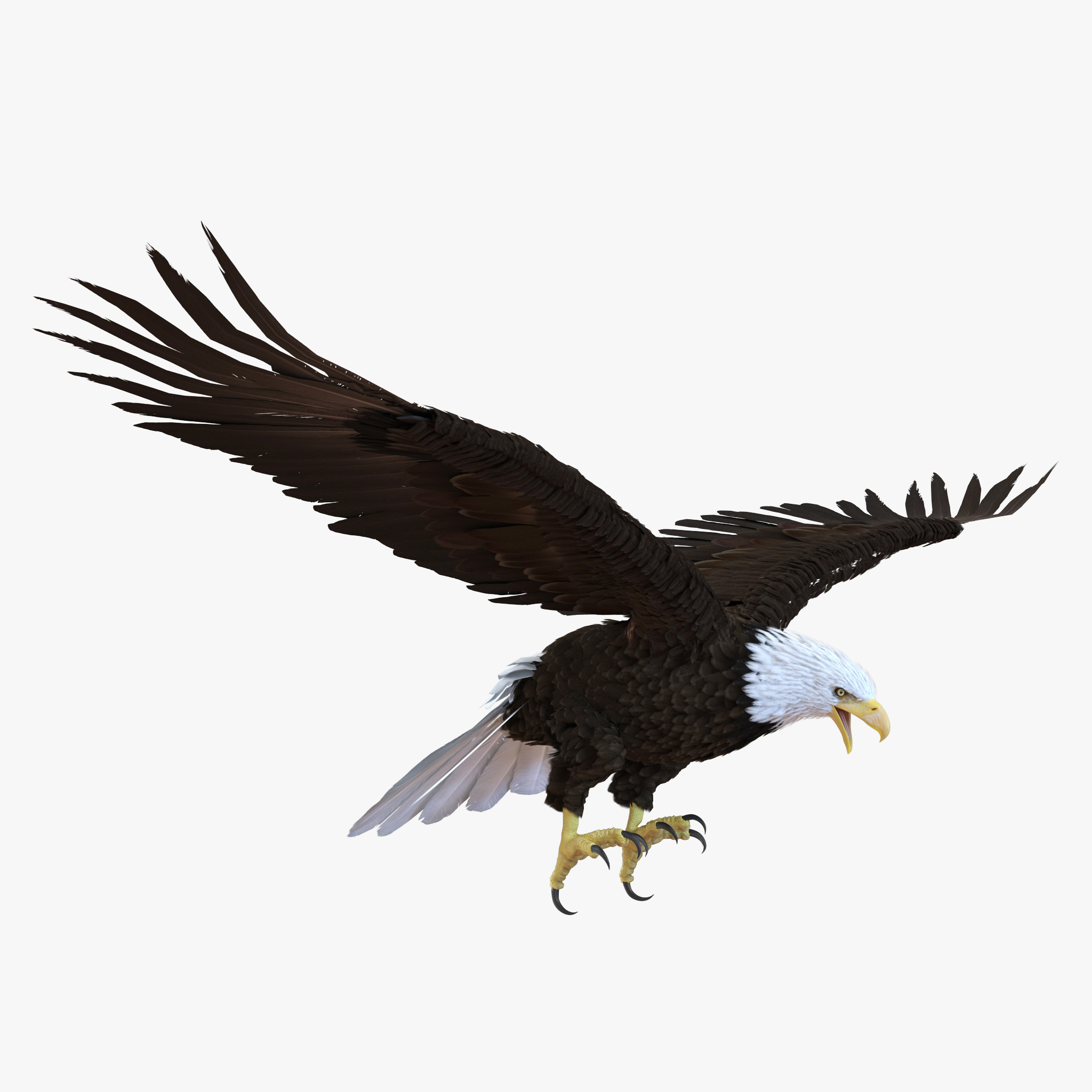 Bald Eagle Rigged 3D