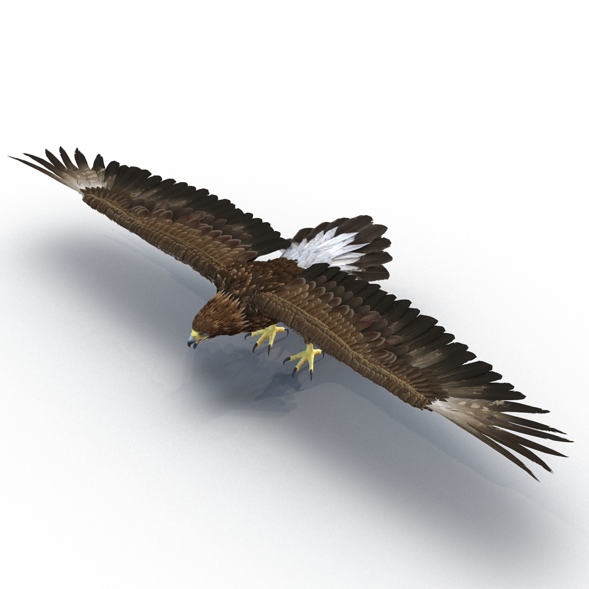 Golden Eagle Rigged 3D model