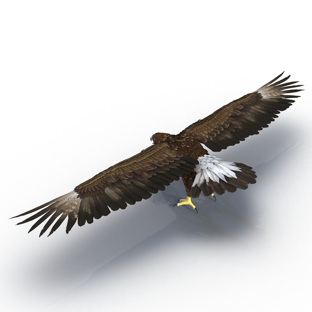 Golden Eagle Rigged 3D model