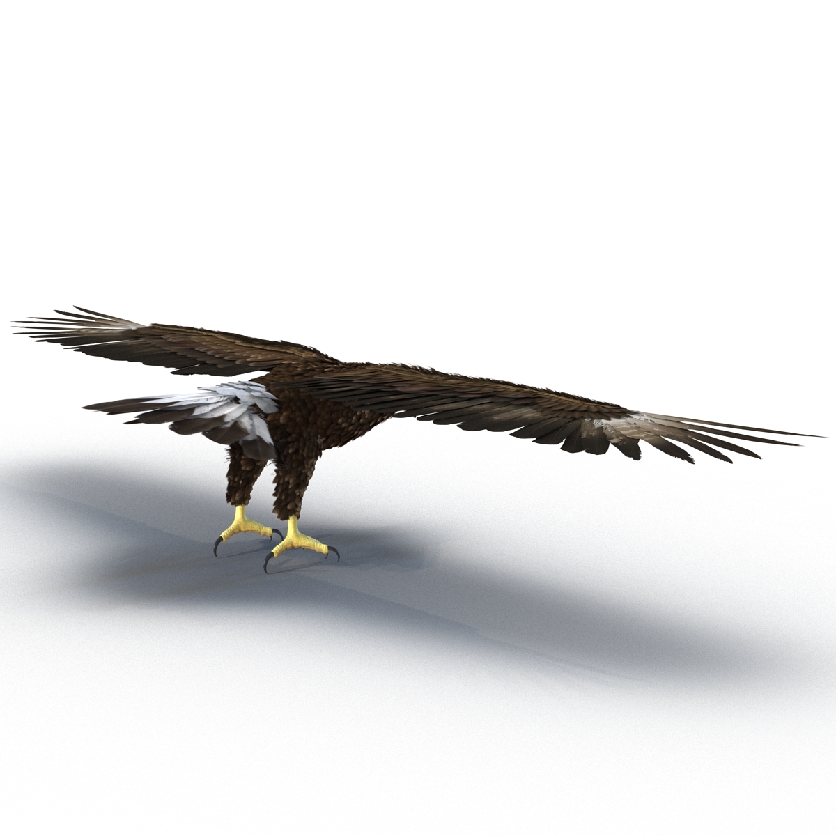 Golden Eagle Rigged 3D model