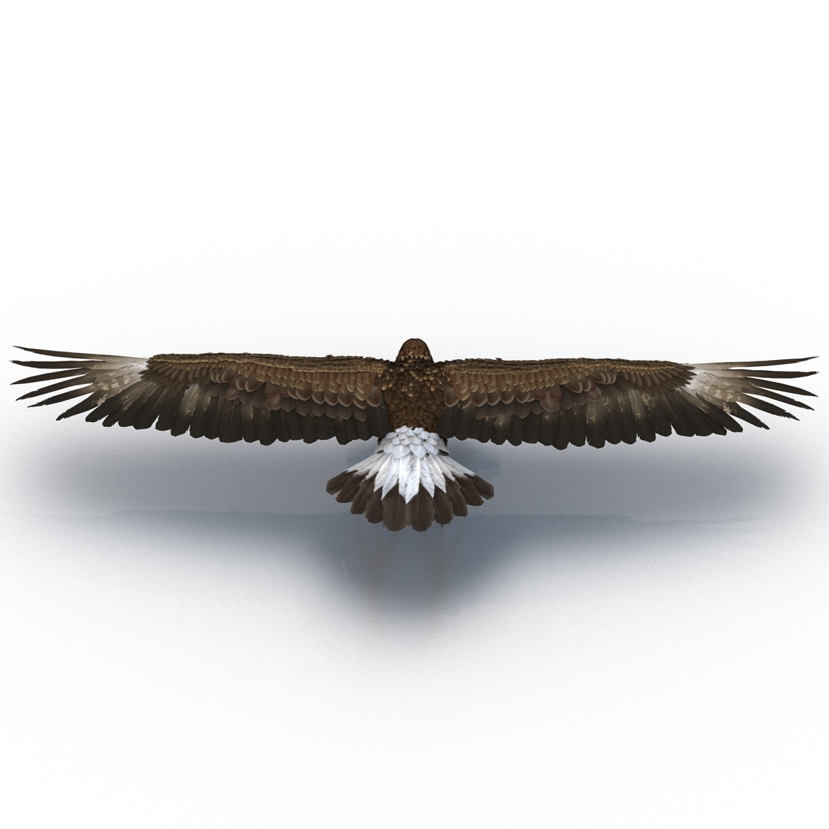 Golden Eagle Rigged 3D model