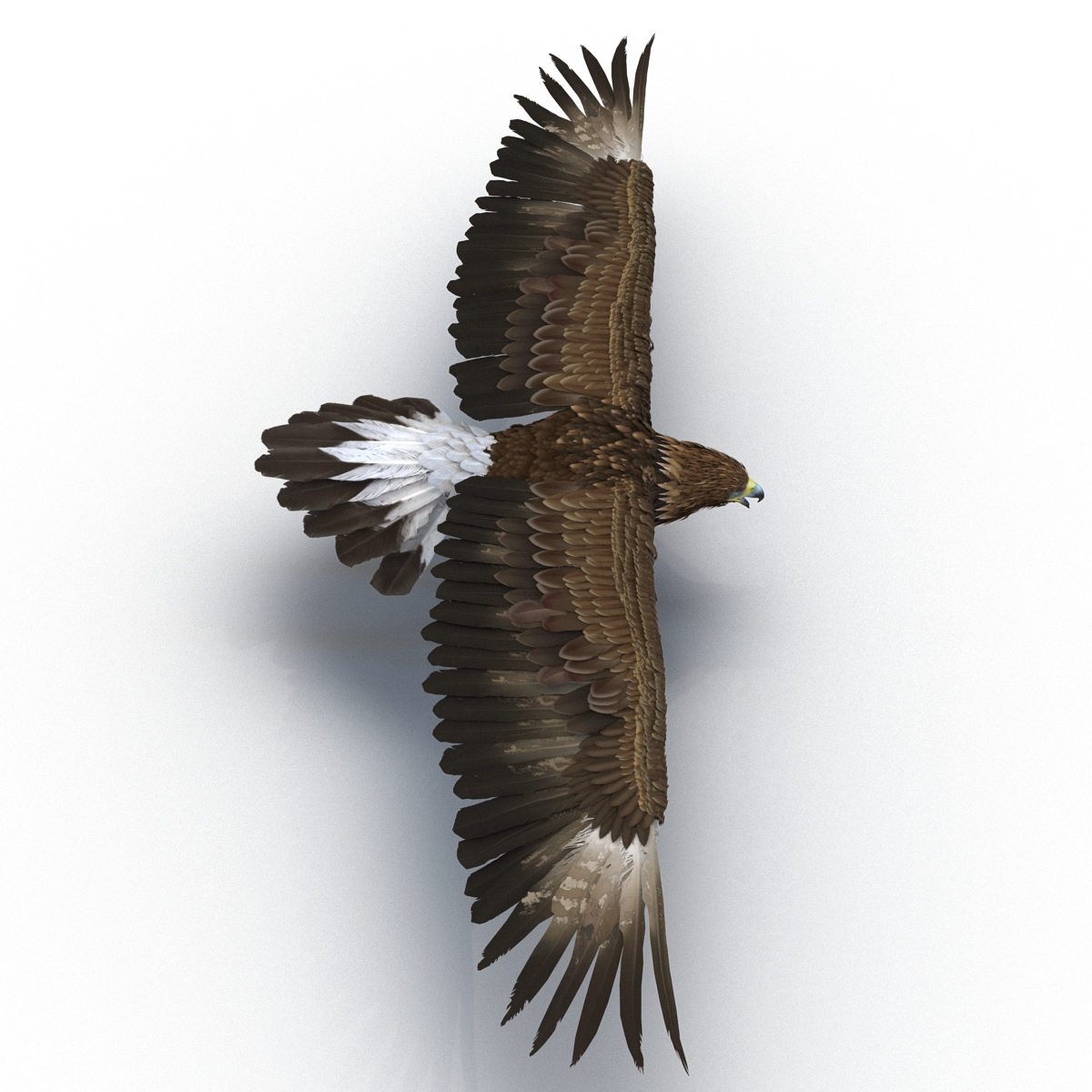 Golden Eagle Rigged 3D model