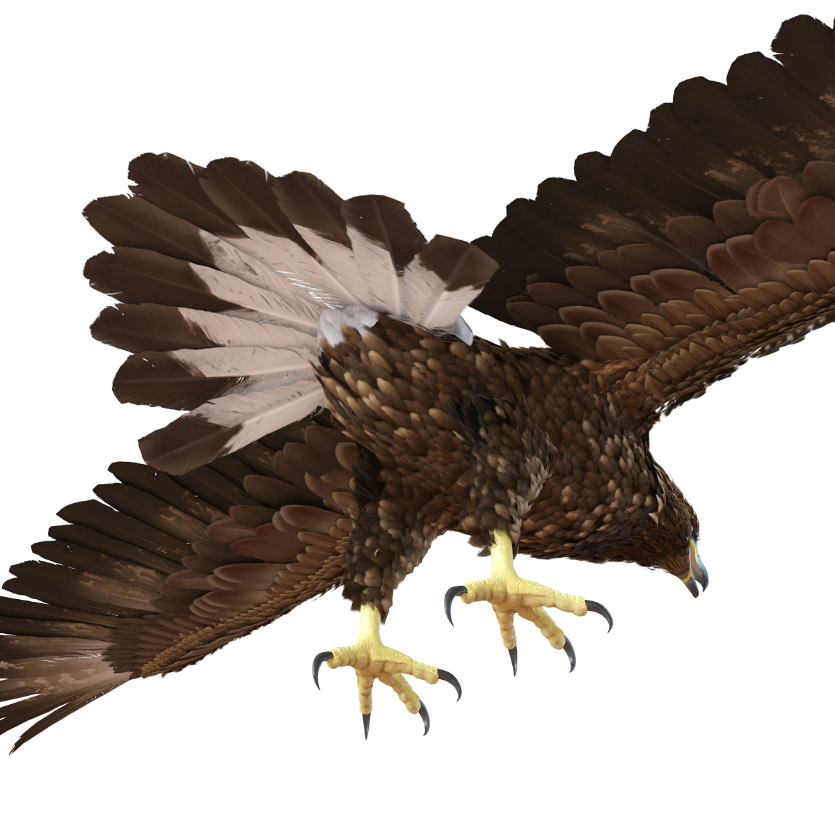 Golden Eagle Rigged 3D model