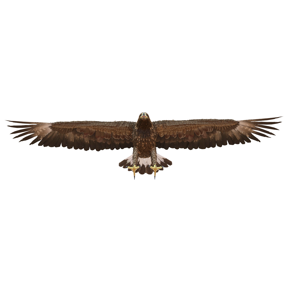 Golden Eagle Rigged 3D model