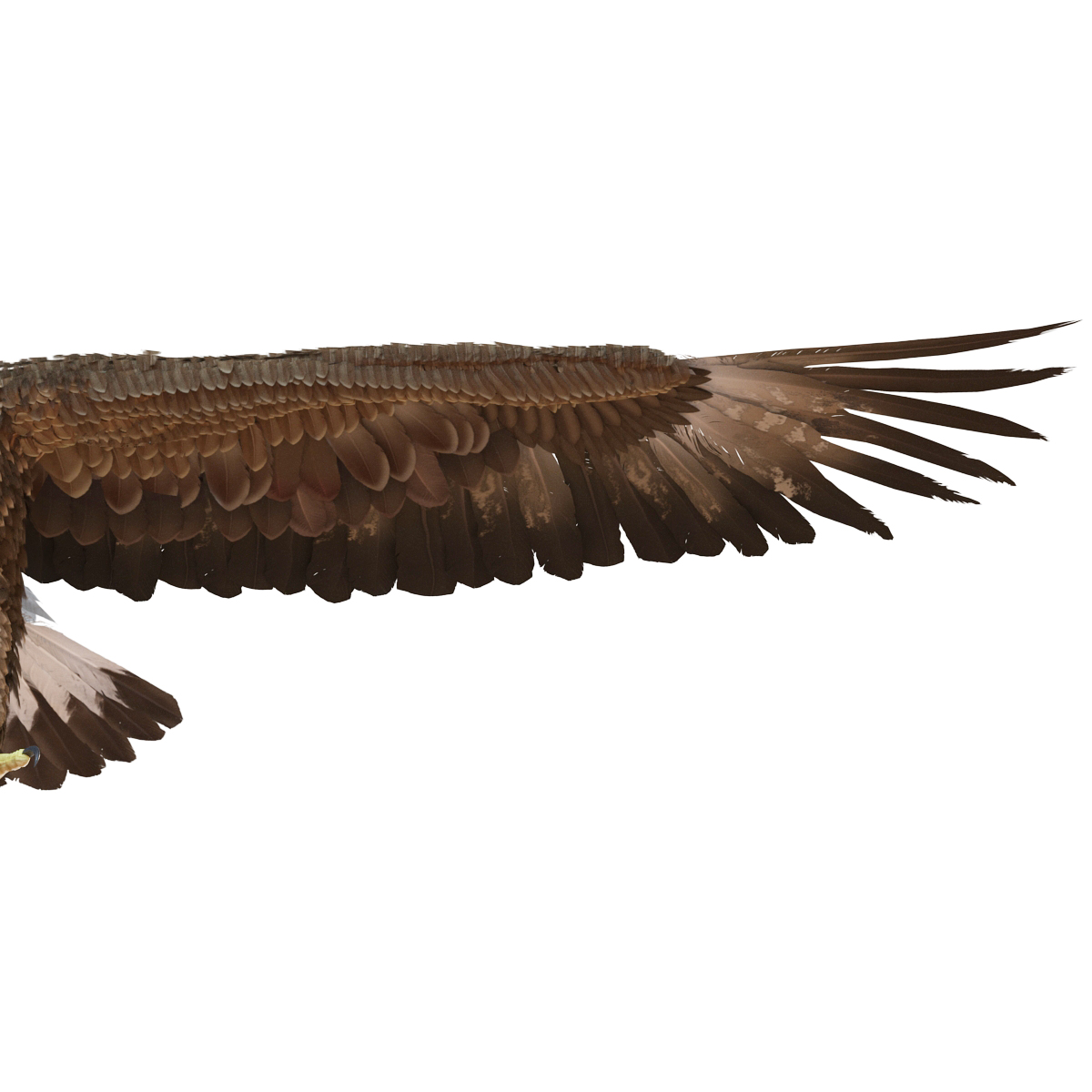 Golden Eagle Rigged 3D model