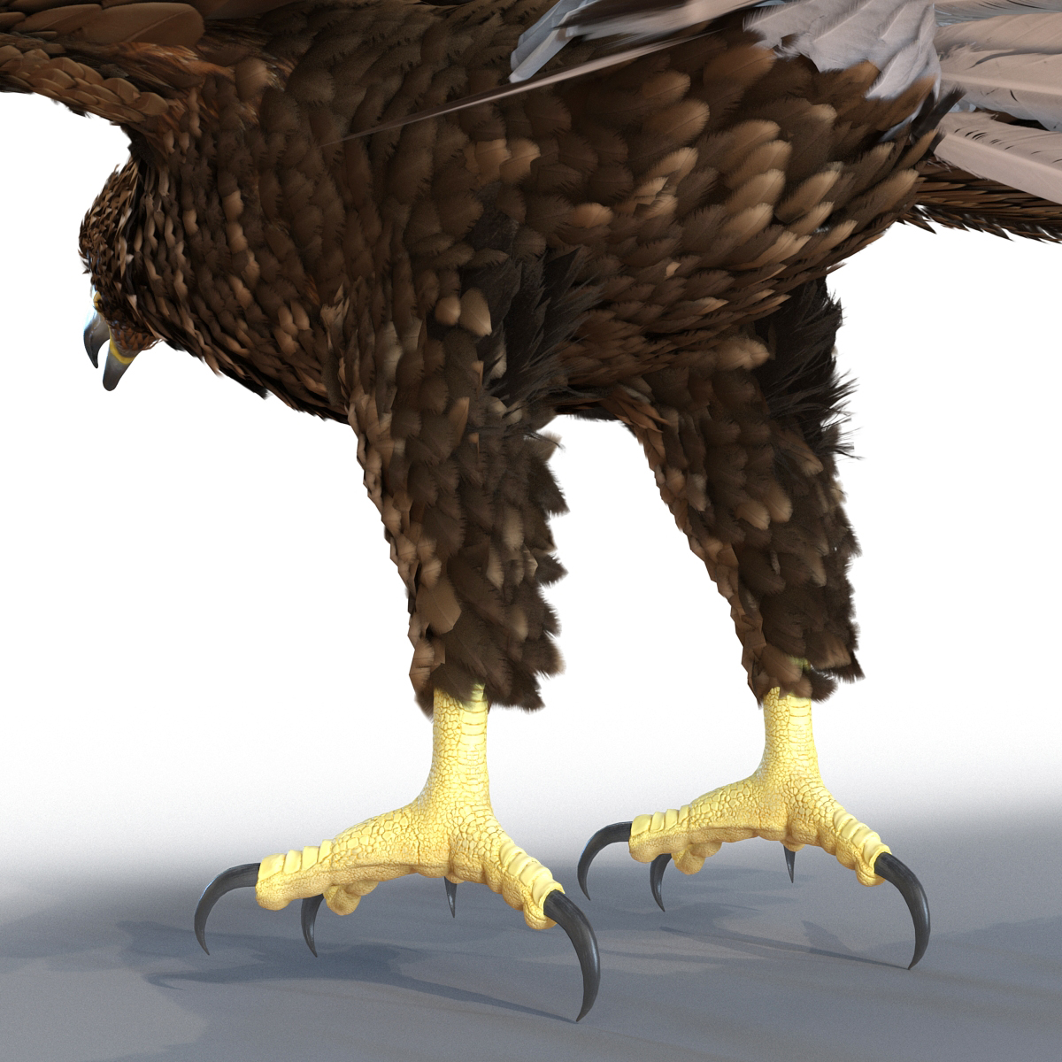 Golden Eagle Rigged 3D model