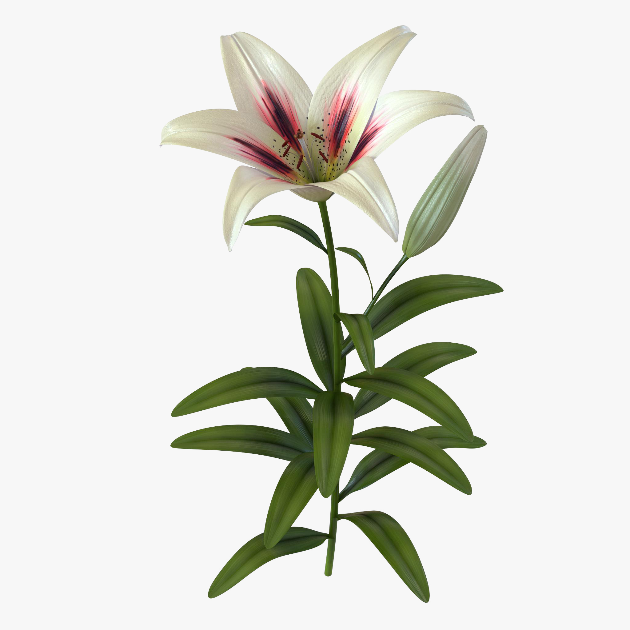 3D White Asiatic Lily model