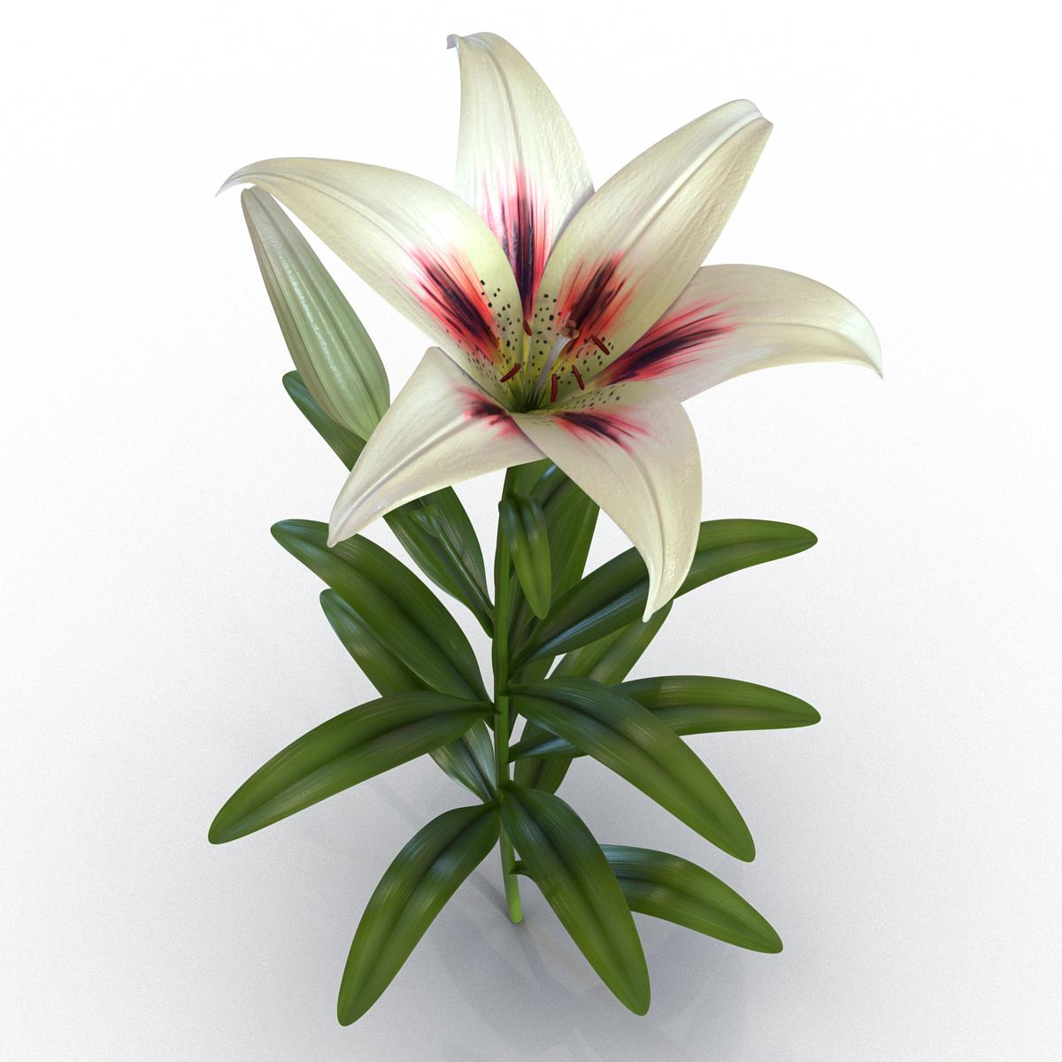 3D White Asiatic Lily model