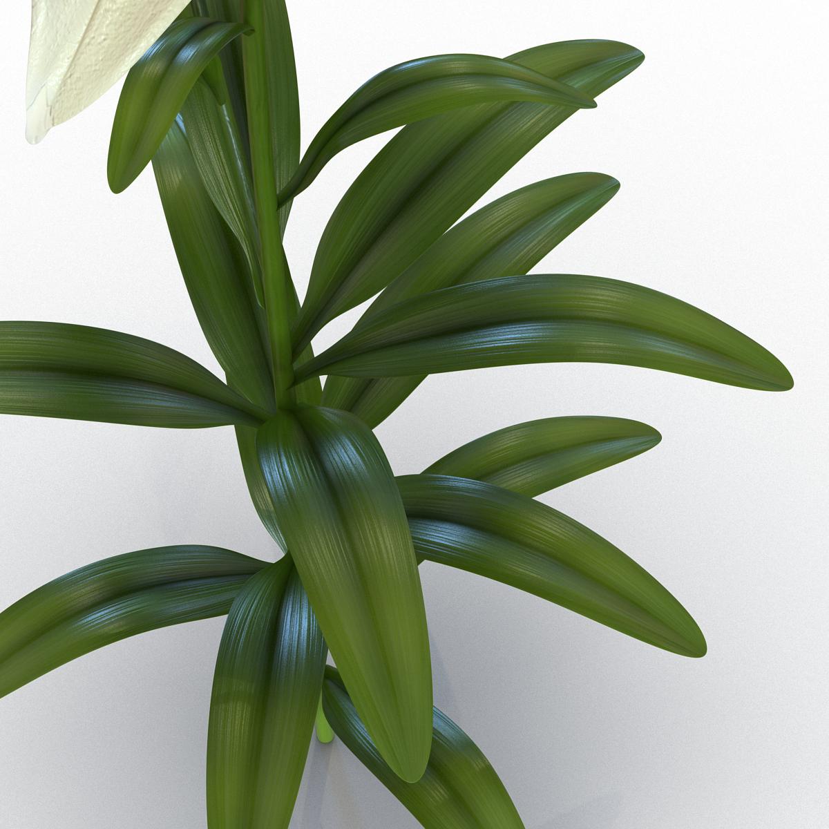 3D White Asiatic Lily model