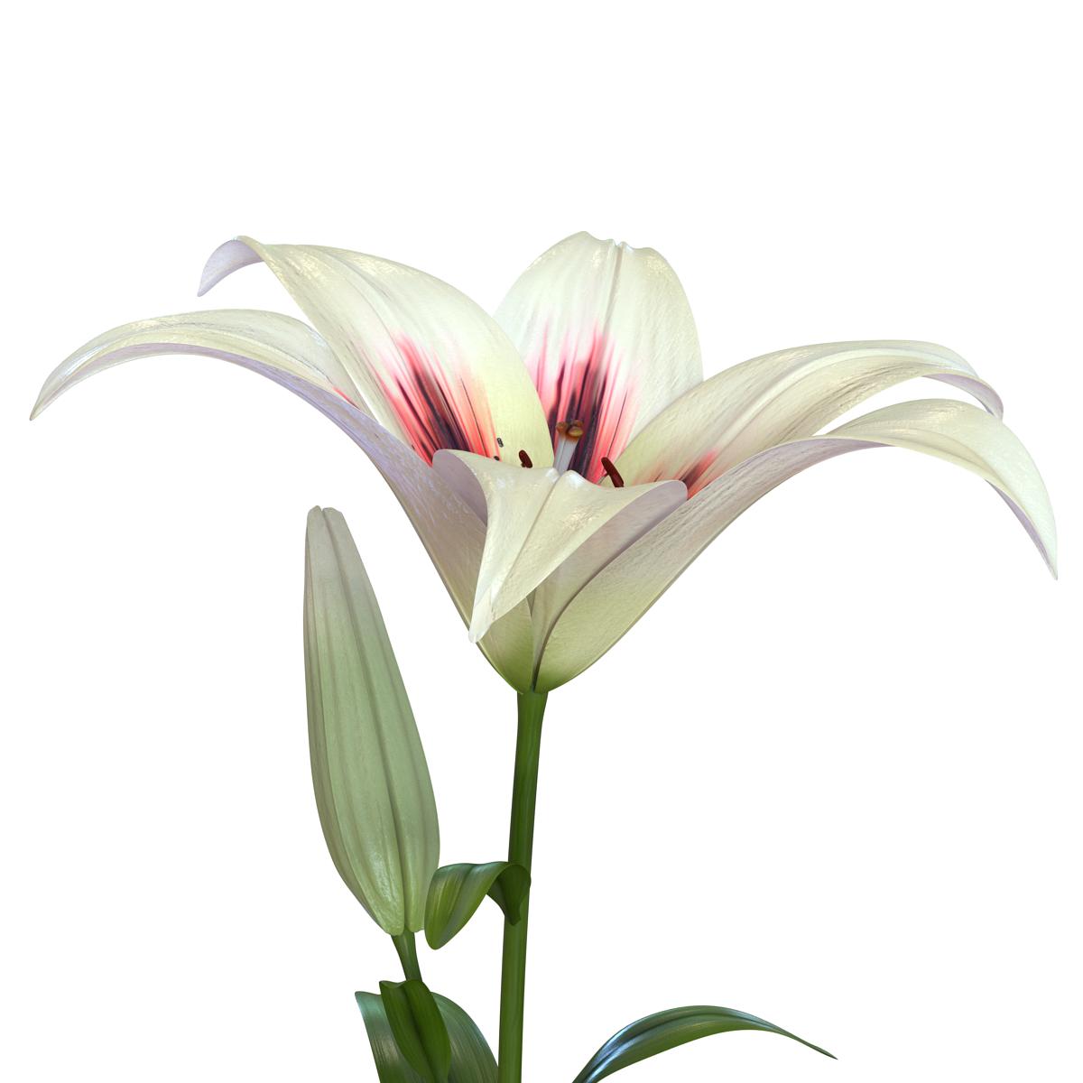 3D White Asiatic Lily model