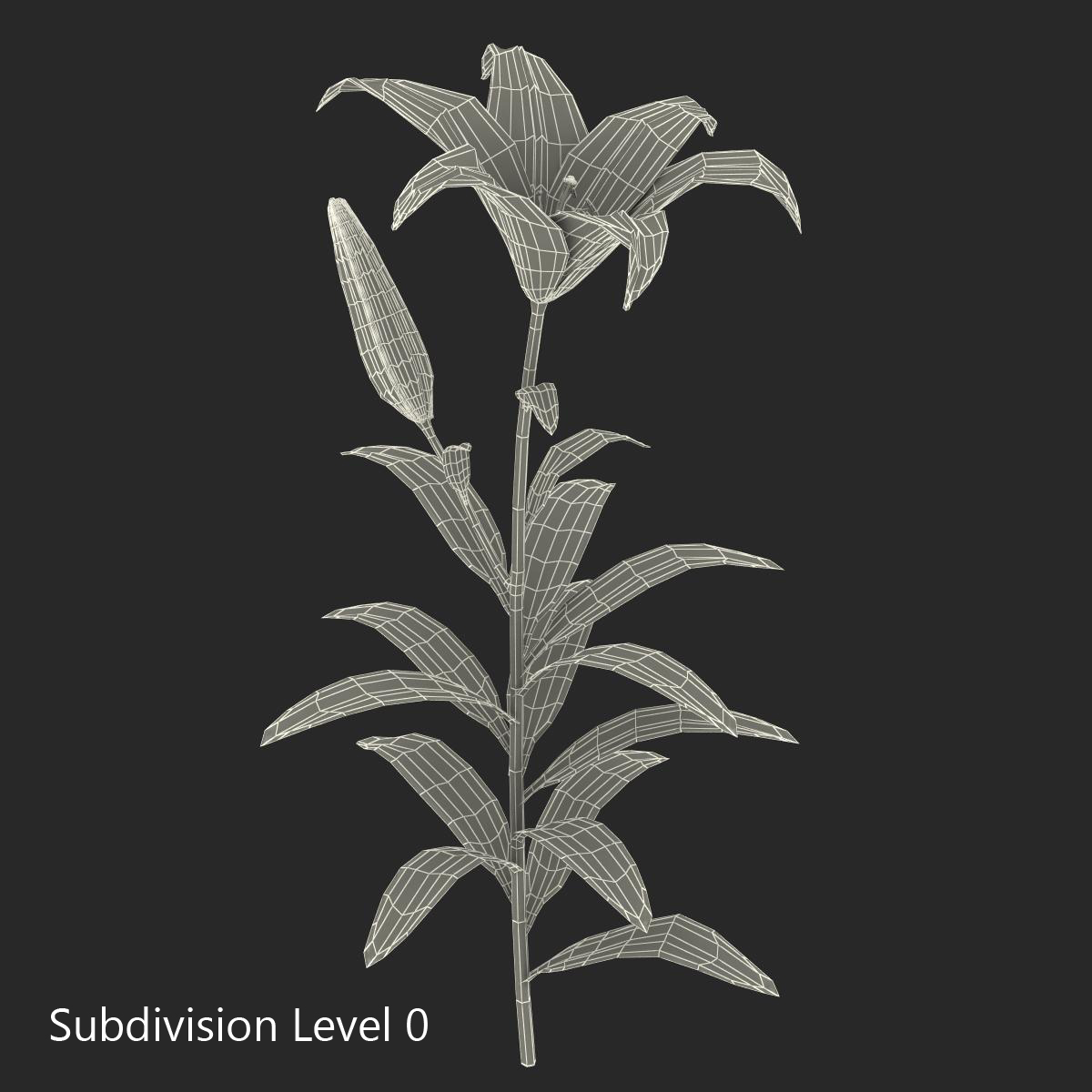 3D White Asiatic Lily model