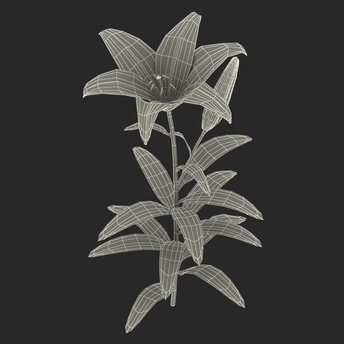 3D White Asiatic Lily model