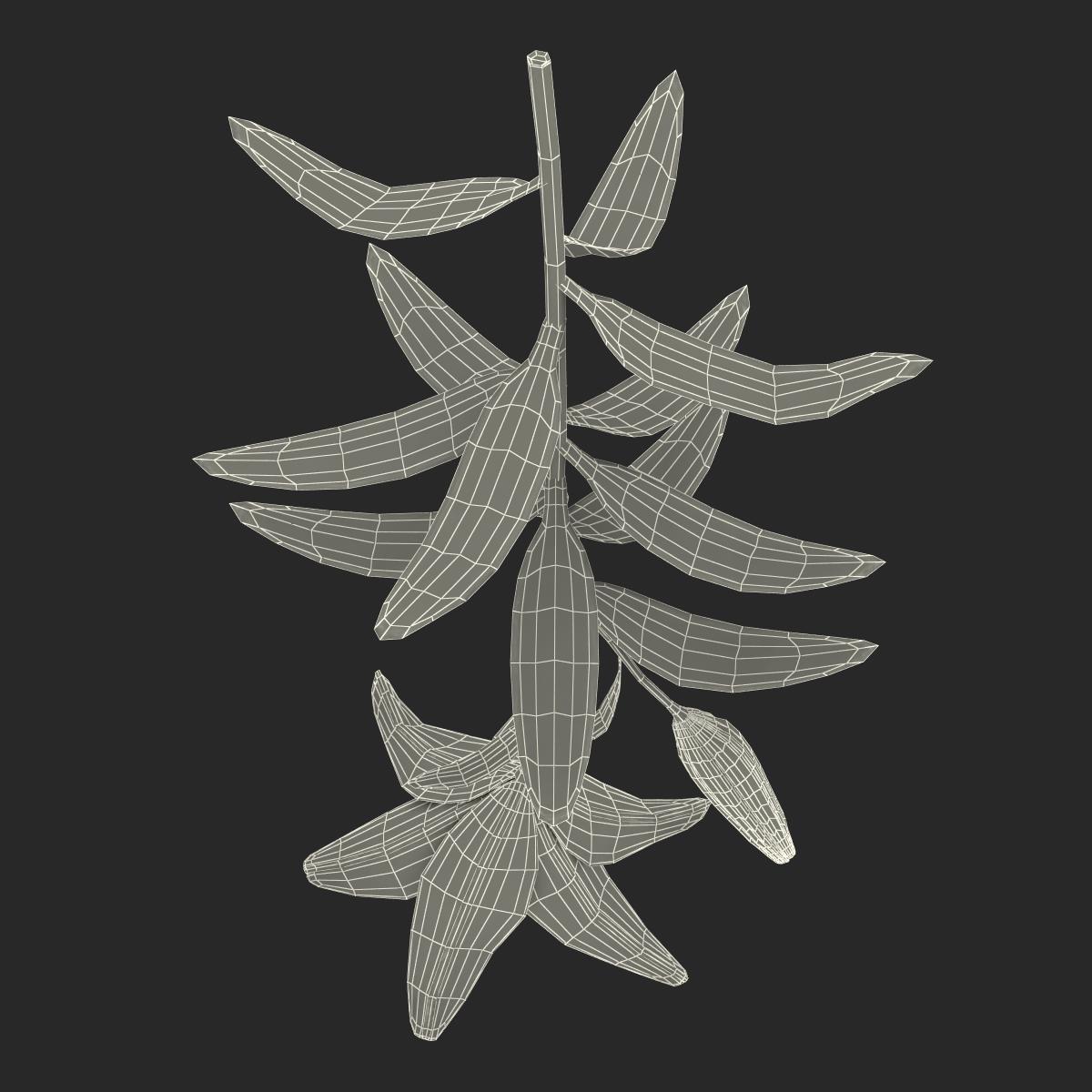 3D White Asiatic Lily model