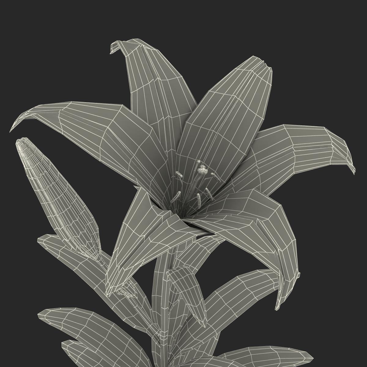 3D White Asiatic Lily model