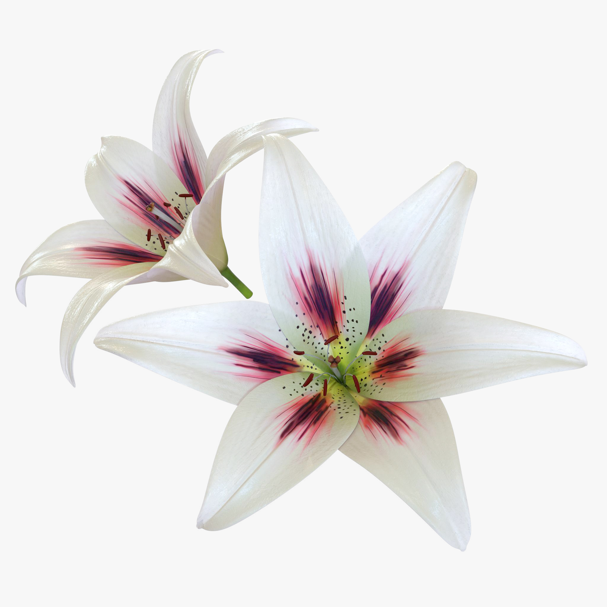 3D Lily Flower