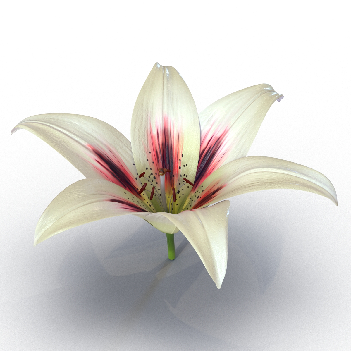 3D Lily Flower