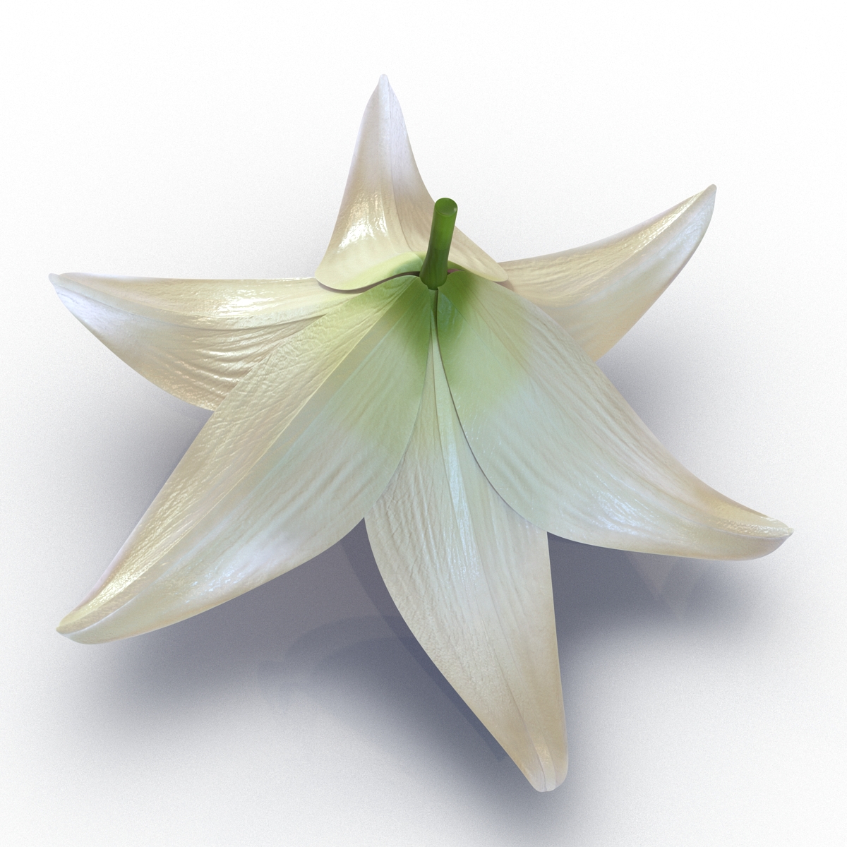 3D Lily Flower