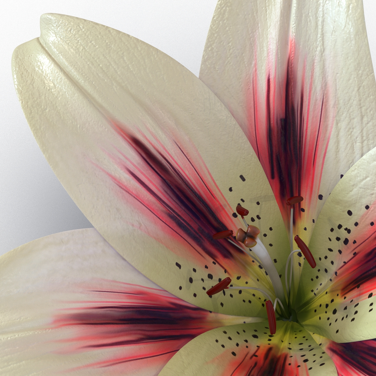 3D Lily Flower